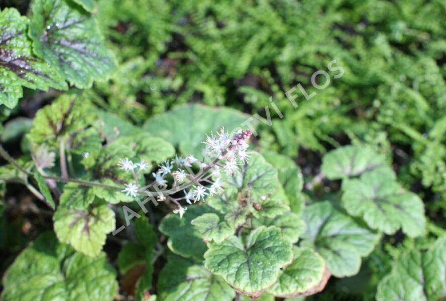 Mitrovnička ‘Sunset Ridge’ - Tiarella 'Sunset Ridge'