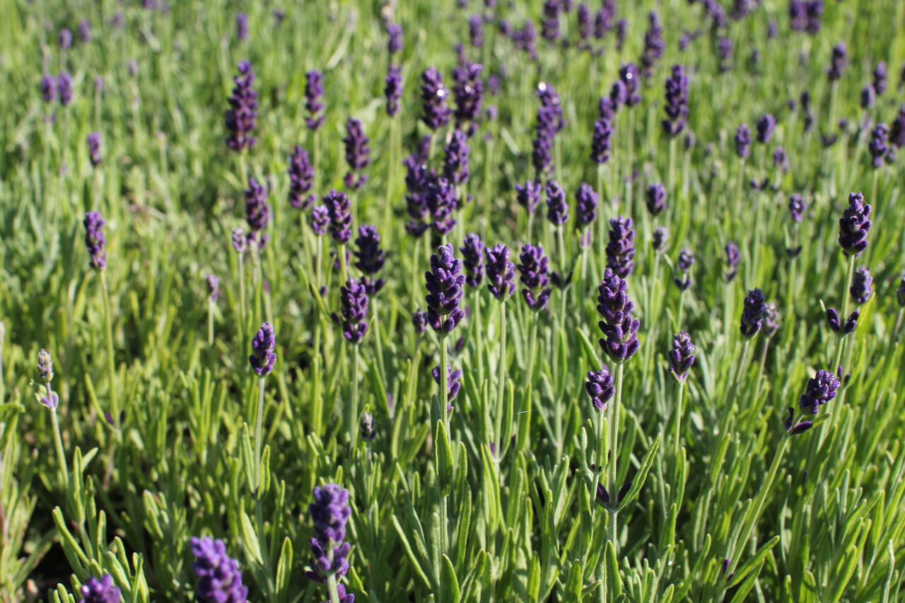 Levandule úzkolistá 'Lavanto Purple' Lavandula angustifolia 'Lavanto