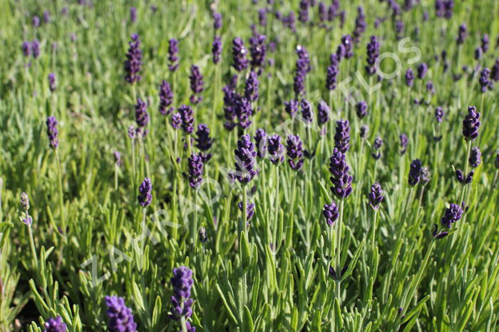 Levandule úzkolistá 'Lavanto Purple' - Lavandula angustifolia 'Lavanto Purple'
