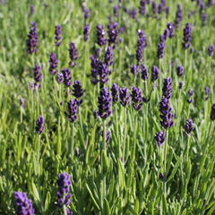 Levandule úzkolistá 'Lavanto Purple' - Lavandula angustifolia 'Lavanto Purple'