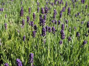 Levandule úzkolistá 'Lavanto Purple' - Lavandula angustifolia 'Lavanto Purple'