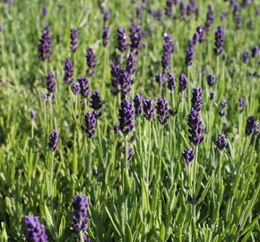 Levandule úzkolistá 'Lavanto Purple' - Lavandula angustifolia 'Lavanto Purple'