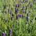 levandule-uzkolista-lavanto-purple.jpg