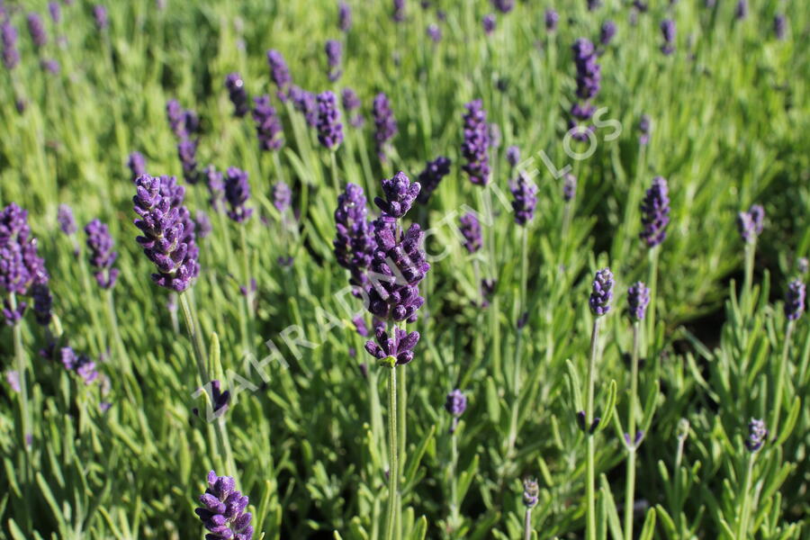Levandule úzkolistá 'Lavanto Purple' - Lavandula angustifolia 'Lavanto Purple'