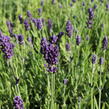 Levandule úzkolistá 'Lavanto Purple' - Lavandula angustifolia 'Lavanto Purple'