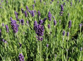 Levandule úzkolistá 'Lavanto Purple' - Lavandula angustifolia 'Lavanto Purple'