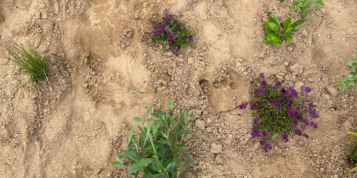 trvalkový záhon v písku