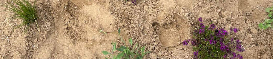 trvalkový záhon v písku