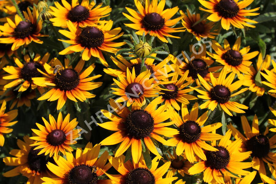 Třapatka 'Summerdaisy's Compact Bicolor' - Rudbeckia hybrida 'Summerdaisy's Compact Bicolor'