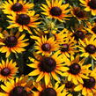 Třapatka 'Summerdaisy's Compact Bicolor' - Rudbeckia hybrida 'Summerdaisy's Compact Bicolor'