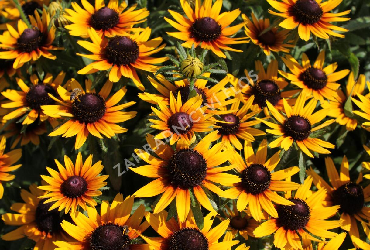 Třapatka 'Summerdaisy's Compact Bicolor' - Rudbeckia hybrida 'Summerdaisy's Compact Bicolor'