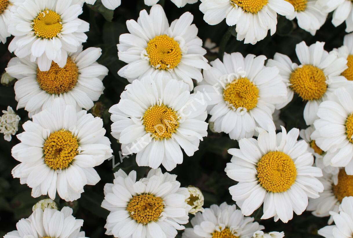 Kopretina velkokvětá 'Sweet Daisy Jane' - Leucanthemum x superbum 'Sweet Daisy Jane'