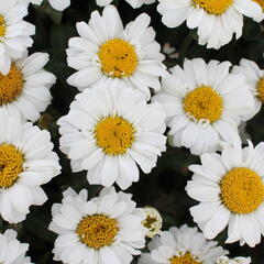 Kopretina velkokvětá 'Sweet Daisy Jane' - Leucanthemum x superbum 'Sweet Daisy Jane'