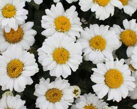 Kopretina velkokvětá 'Sweet Daisy Jane'