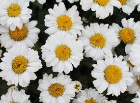Kopretina velkokvětá 'Sweet Daisy Jane' - Leucanthemum x superbum 'Sweet Daisy Jane'