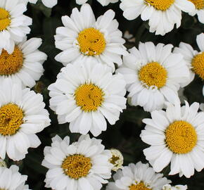 Kopretina velkokvětá 'Sweet Daisy Jane' - Leucanthemum x superbum 'Sweet Daisy Jane'