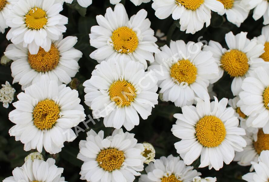 Kopretina velkokvětá 'Sweet Daisy Jane' - Leucanthemum x superbum 'Sweet Daisy Jane'