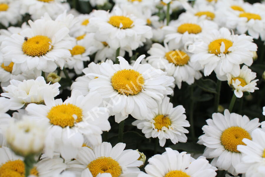 Kopretina velkokvětá 'Sweet Daisy Jane' - Leucanthemum x superbum 'Sweet Daisy Jane'