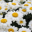 Kopretina velkokvětá 'Sweet Daisy Jane' - Leucanthemum x superbum 'Sweet Daisy Jane'