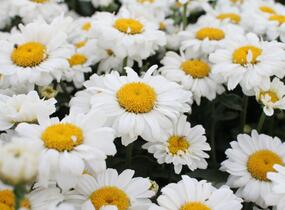 Kopretina velkokvětá 'Sweet Daisy Jane' - Leucanthemum x superbum 'Sweet Daisy Jane'