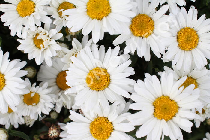 Kopretina velkokvětá 'Sweet Daisy Christine' - Leucanthemum x superbum 'Sweet Daisy Christine'