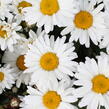 Kopretina velkokvětá 'Sweet Daisy Christine' - Leucanthemum x superbum 'Sweet Daisy Christine'