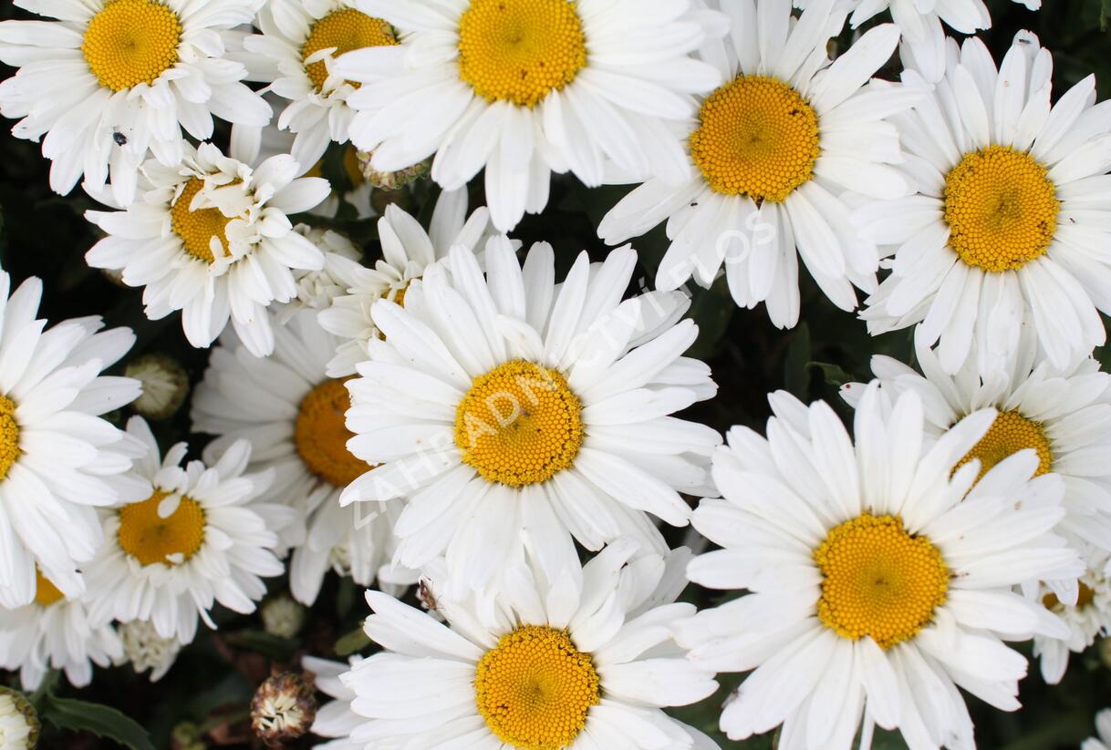 Kopretina velkokvětá 'Sweet Daisy Christine' - Leucanthemum x superbum 'Sweet Daisy Christine'