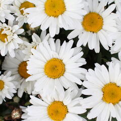 Kopretina velkokvětá 'Sweet Daisy Christine' - Leucanthemum x superbum 'Sweet Daisy Christine'