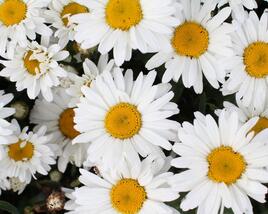 Kopretina velkokvětá 'Sweet Daisy Christine'