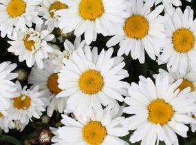 Kopretina velkokvětá 'Sweet Daisy Christine' - Leucanthemum x superbum 'Sweet Daisy Christine'