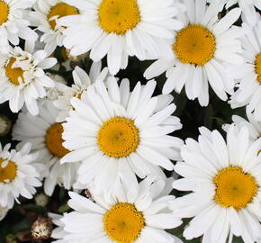 Kopretina velkokvětá 'Sweet Daisy Christine' - Leucanthemum x superbum 'Sweet Daisy Christine'