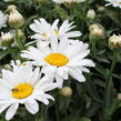 Kopretina velkokvětá 'Sweet Daisy Christine' - Leucanthemum x superbum 'Sweet Daisy Christine'