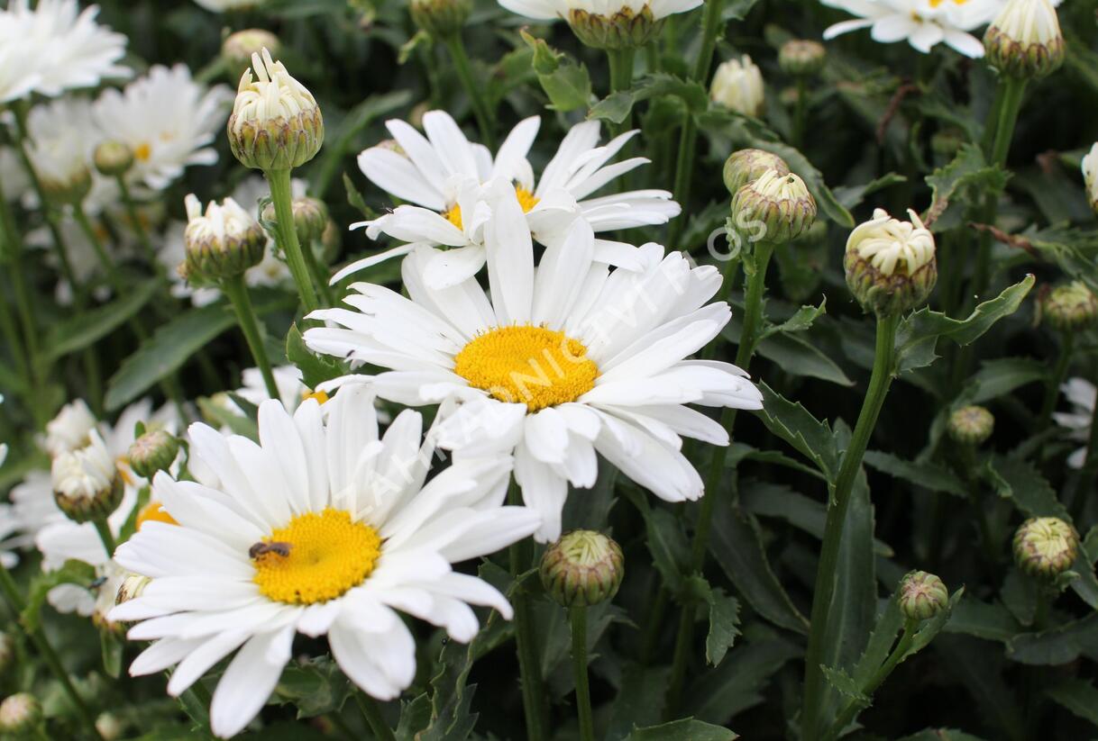 Kopretina velkokvětá 'Sweet Daisy Christine' - Leucanthemum x superbum 'Sweet Daisy Christine'