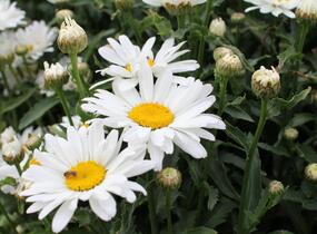 Kopretina velkokvětá 'Sweet Daisy Christine' - Leucanthemum x superbum 'Sweet Daisy Christine'