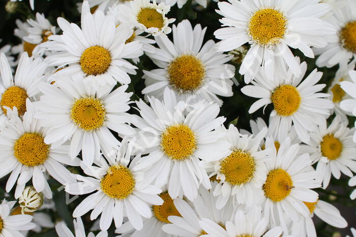 Kopretina velkokvětá 'Sweet Daisy Birdy' - Leucanthemum x superbum 'Sweet Daisy Birdy'