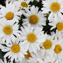 Kopretina velkokvětá 'Sweet Daisy Birdy' - Leucanthemum x superbum 'Sweet Daisy Birdy'
