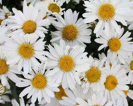 Kopretina velkokvětá 'Sweet Daisy Birdy'