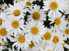 Kopretina velkokvětá 'Sweet Daisy Birdy' - Leucanthemum x superbum 'Sweet Daisy Birdy'
