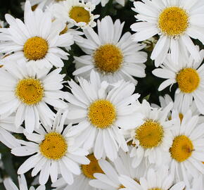 Kopretina velkokvětá 'Sweet Daisy Birdy' - Leucanthemum x superbum 'Sweet Daisy Birdy'