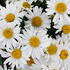 kopretina-velkokveta-sweet-daisy-birdy.jpg