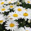 Kopretina velkokvětá 'Sweet Daisy Birdy' - Leucanthemum x superbum 'Sweet Daisy Birdy'