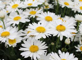 Kopretina velkokvětá 'Sweet Daisy Birdy' - Leucanthemum x superbum 'Sweet Daisy Birdy'