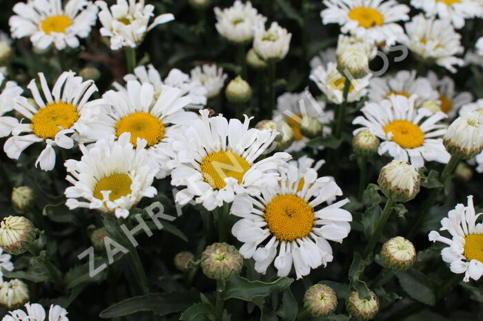 Kopretina velkokvětá 'Sweet Daisy Sofie' - Leucanthemum x superbum 'Sweet Daisy Sofie'