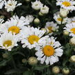 Kopretina velkokvětá 'Sweet Daisy Sofie' - Leucanthemum x superbum 'Sweet Daisy Sofie'