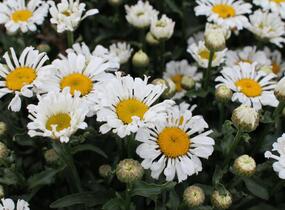 Kopretina velkokvětá 'Sweet Daisy Sofie' - Leucanthemum x superbum 'Sweet Daisy Sofie'
