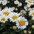 kopretina-velkokveta-sweet-daisy-sofie.jpg