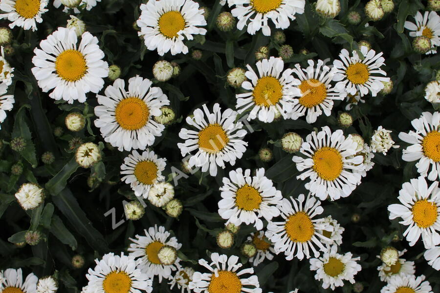 Kopretina velkokvětá 'Sweet Daisy Sofie' - Leucanthemum x superbum 'Sweet Daisy Sofie'