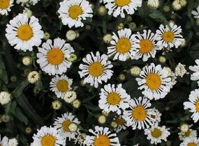 Kopretina velkokvětá 'Sweet Daisy Sofie' - Leucanthemum x superbum 'Sweet Daisy Sofie'