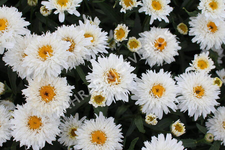 Kopretina velkokvětá 'Sweet Daisy Rebecca' - Leucanthemum x superbum 'Sweet Daisy Rebecca'