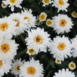 Kopretina velkokvětá 'Sweet Daisy Rebecca' - Leucanthemum x superbum 'Sweet Daisy Rebecca'